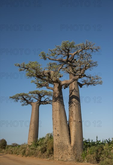 Avenue of the Baobabs