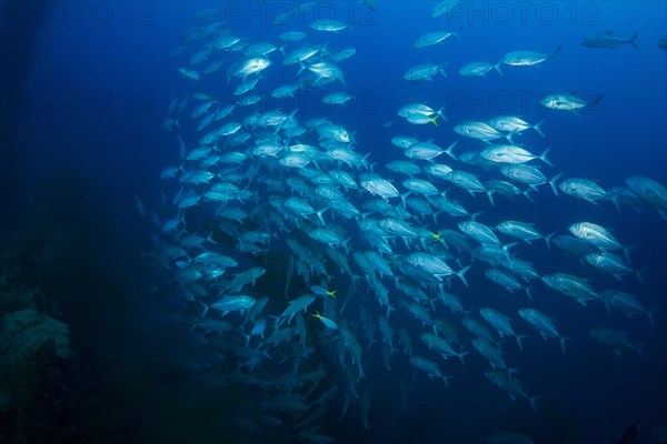 Bigeye Trevally (Caranx sexfasciatus)