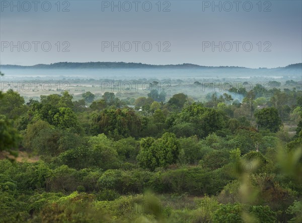 Bush landscape with morning fog on the Manambolo in Bekopaka