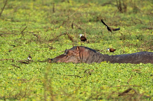 Hippopotamus (Hippopotamuspotamus amphibicus)