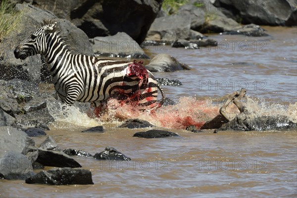 Plains Zebra (Equus quagga)