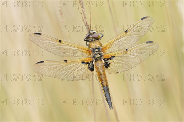 Four-spotted dragonfly (Libellula quadrimaculata)