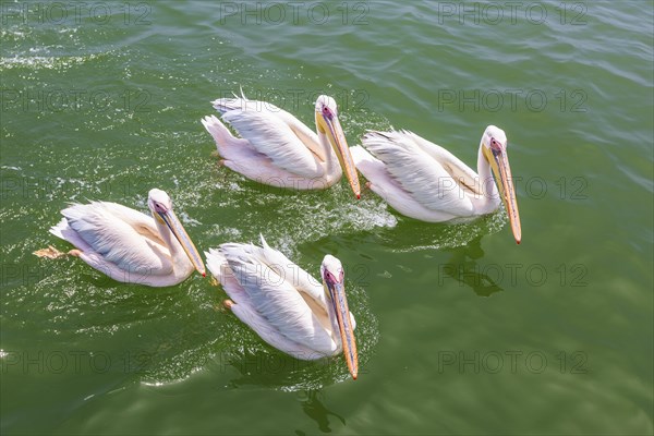 Great White Pelicans (Pelecanus onocrotalus)