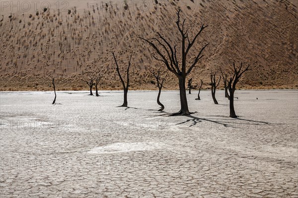 Dead Camel thorn trees (Vachellia erioloba)