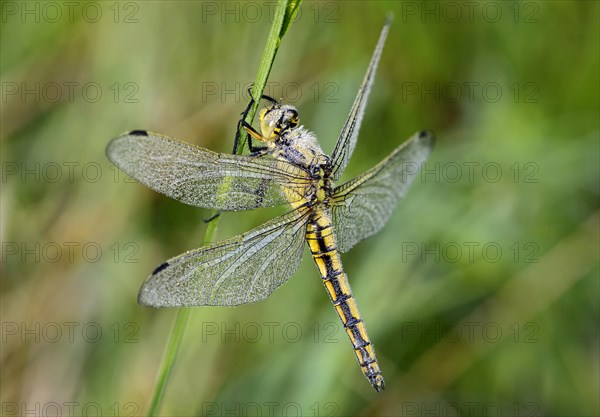 Black-tailed Skimmer (Orthetrum cancellatum)