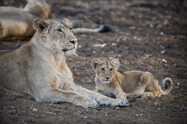 Asiatic lion (Panthera leo persica)