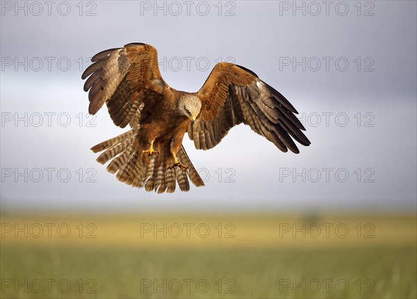 Black kite (Milvus migrans) in landing approach