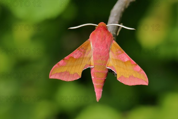 Small elephant hawk-moth (Deilephila porcellus) sits at a branch