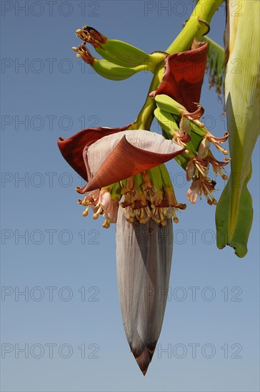 Banana flower