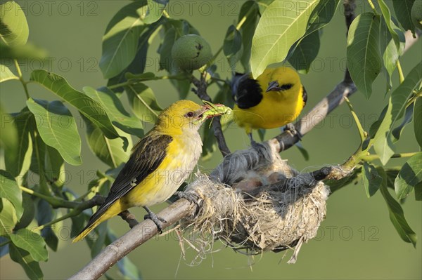 Golden Orioles (Oriolus oriolus)