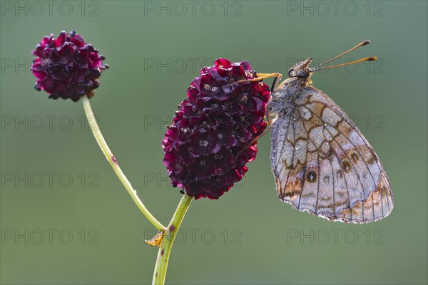 Lesser Marbled Fritillary (Brenthis ino)