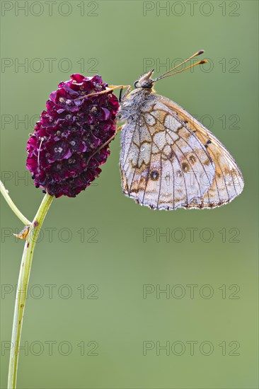 Lesser Marbled Fritillary (Brenthis ino)