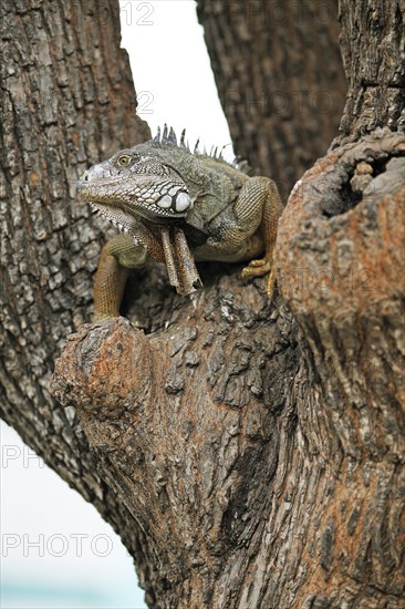 Green Iguana (Iguana iguana)