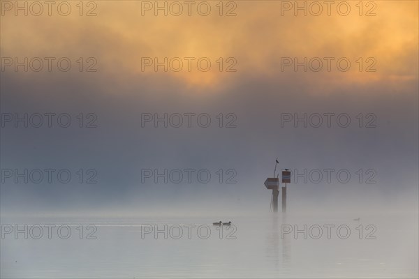 Sea markers project from the fog at the Untersee larke at dawn