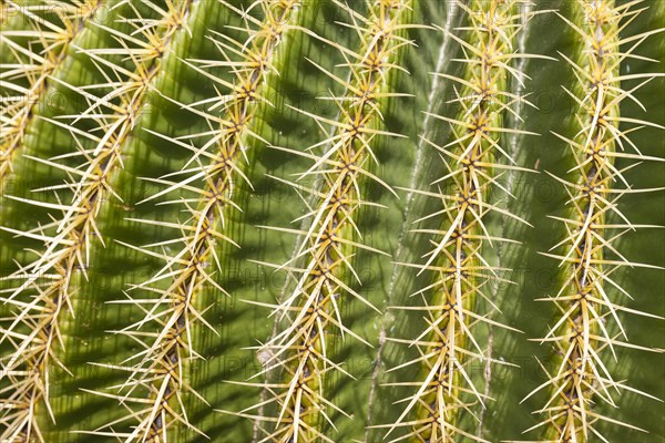 Giant Barrel Cactus (Echinocactus platyacanthus)