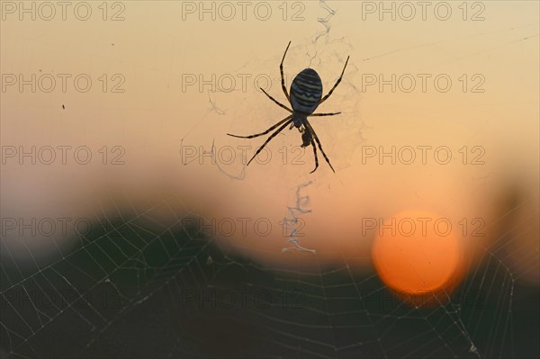 Wasp Spider (Argiope bruennichi) on a spider's web