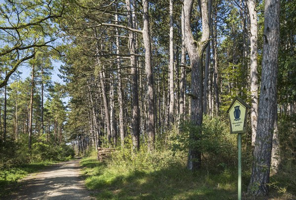 Pine forest (Pinus sylvestris)