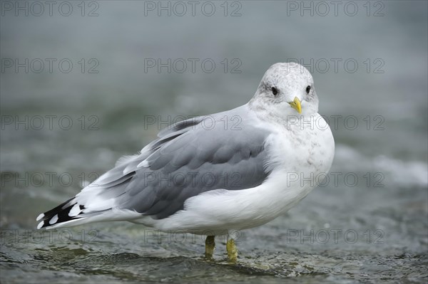 Common Gull (Larus canus) standing in water