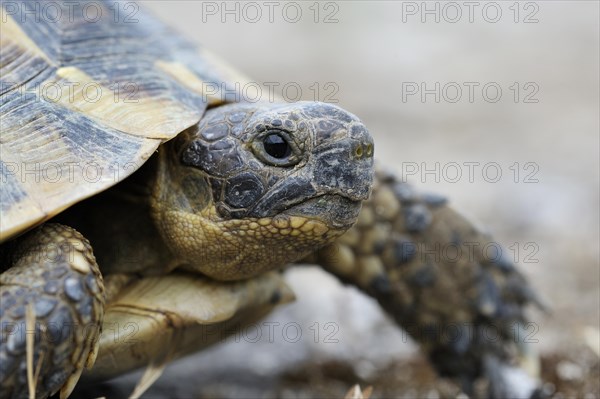 Mediterranean Spur-thighed Tortoise (Testudo graeca)