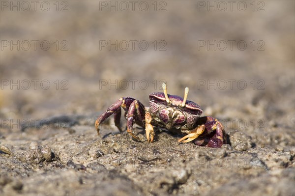 West African Fiddler Crab (Uca tangeri)