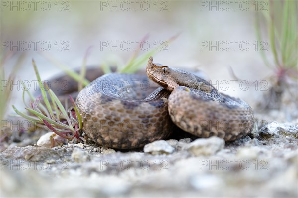 Horned Viper (Vipera ammodytes)