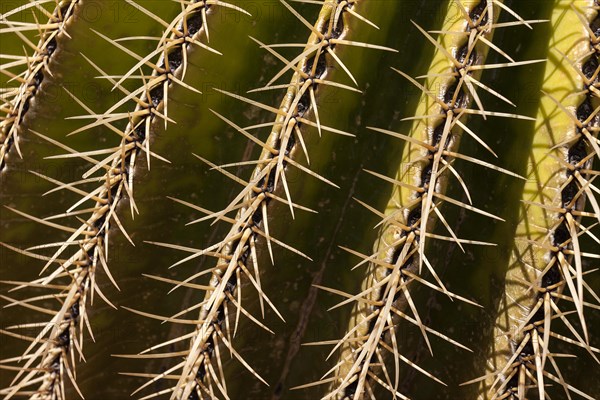 Golden Barrel Cactus (Echinocactus grusonii)