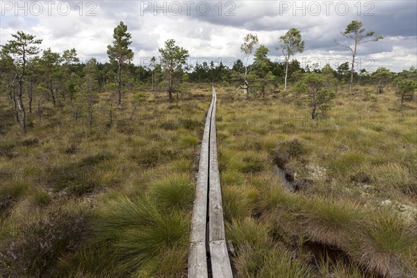 Boardwalk through moorland