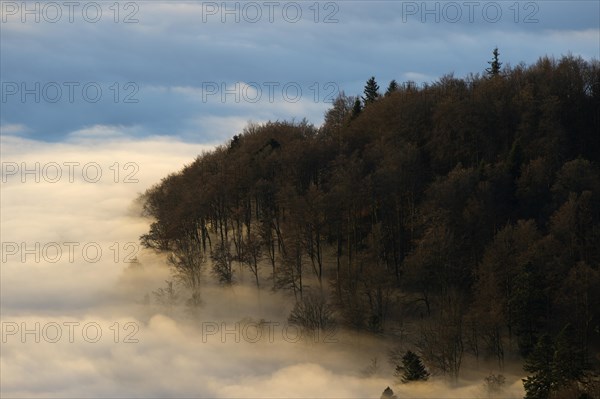 Fog and a forest