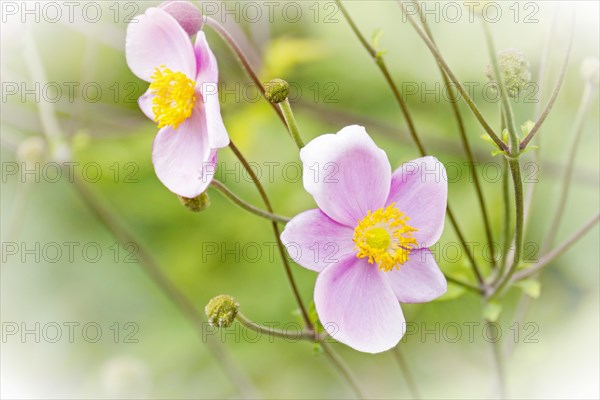 Japanese Anemone (Anemone hupehensis)