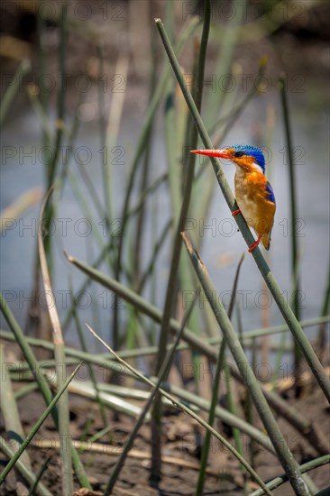 Malachite Kingfisher (Alcedo cristata) sitting on a blade of grass on the river