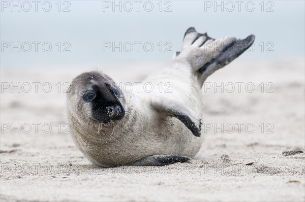 Grey seal (Halichoerus grypus)