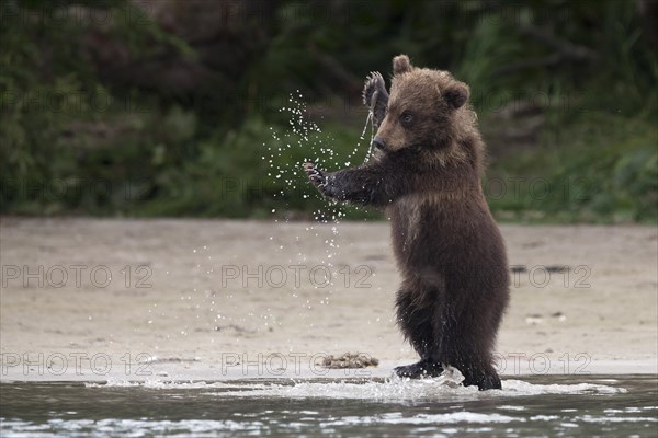 Brown bear (Ursus arctos)