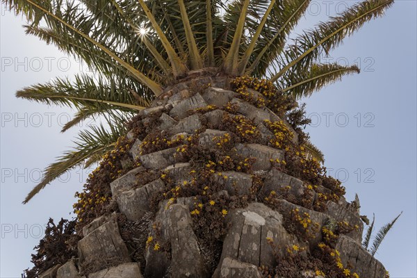 Canary Island Date Palm (Phoenix canariensis)