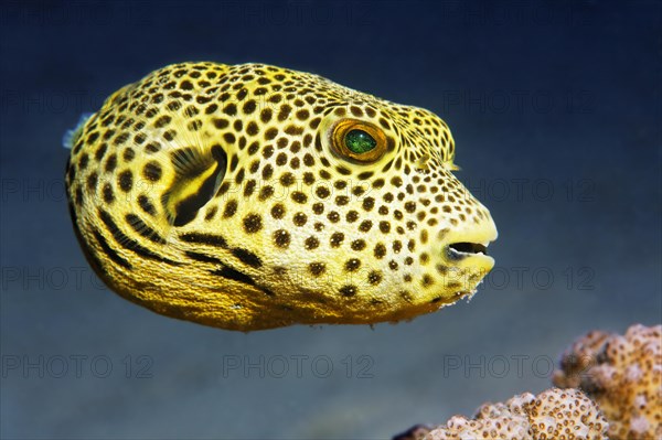 Stellate puffer (Arothron stellatus)