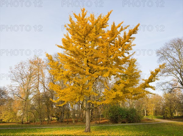 Ginkgo Tree (Ginkgo biloba)