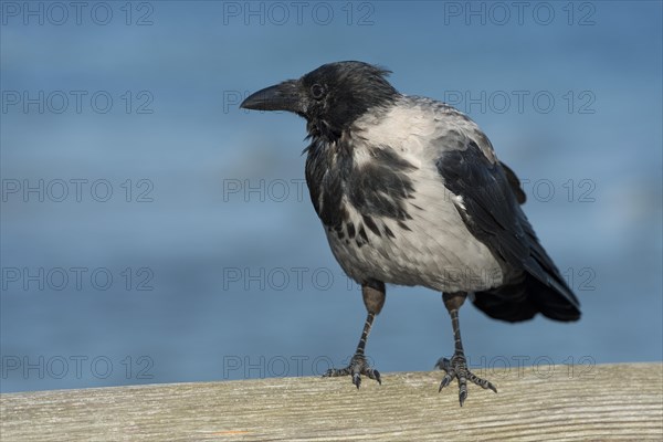 Hooded Crow (Corvus corone cornix) perched on railing