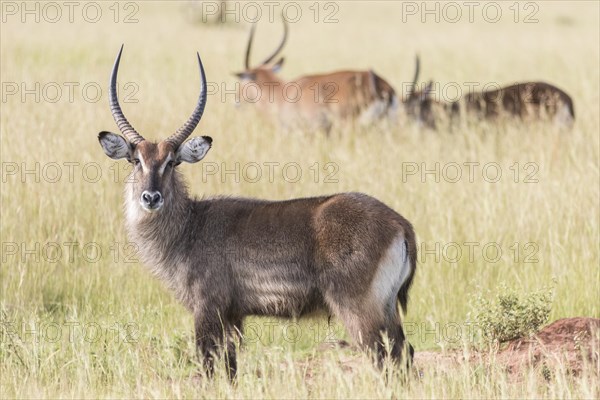 Defassa Waterbuck (Kobus ellipsiprymnus defassa)