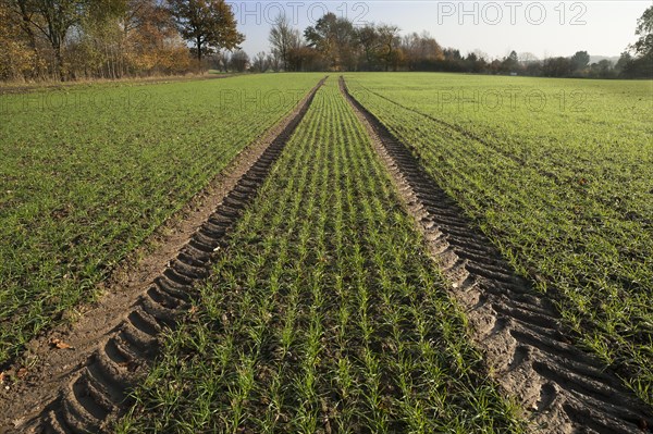 Budding winter wheat (Triticum) and tractor tracks in a field