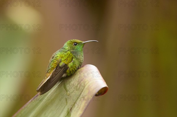 Coppery-headed Emerald (Elvira cupreiceps)