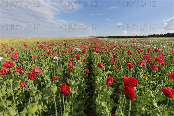 Field of poppies