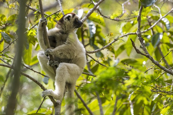 Verreaux's Sifaka (Propithecus verreauxi)