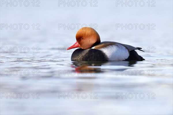 Red-crested pochard (Netta rufina)