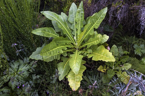 Sonchus fruticosus (Sonchus fruticosus)