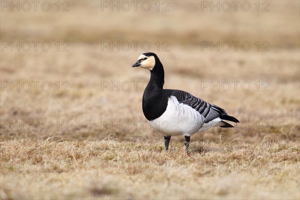 Barnacle Goose (Branta leucopsis) standing in a meadow