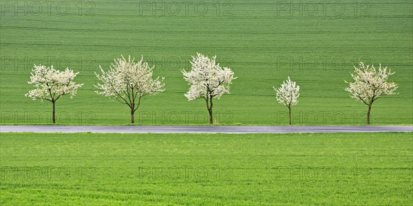 Blossoming cherry trees on a country road