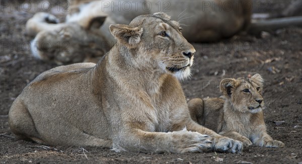 Asiatic lion (Panthera leo persica)