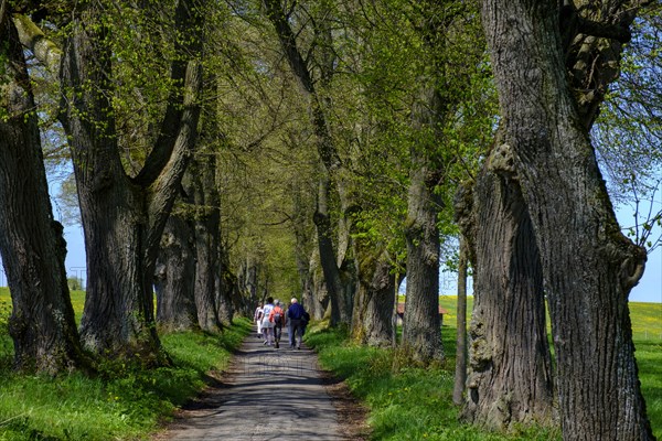 Kurfurstenallee