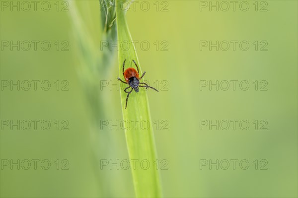 Female tick