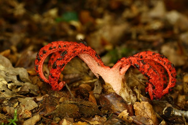 Octopus Stinkhorn (Clathrus archeri)