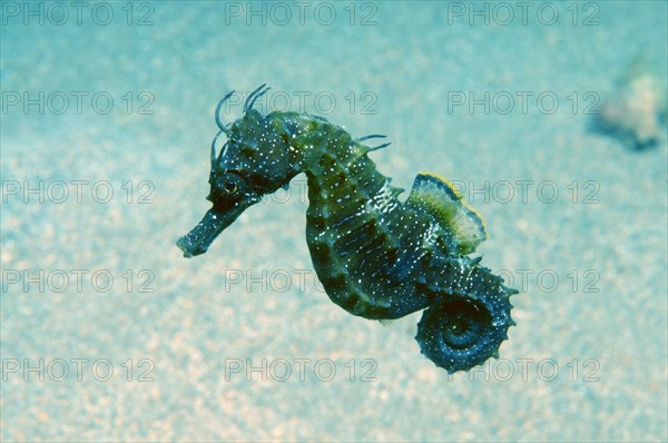 Short-snouted Seahorse (Hippocampus hippocampus)